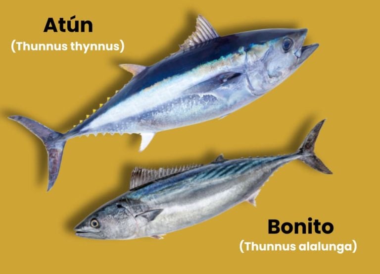 Diferencias Entre El At N Y El Bonito Esencia Del Mar