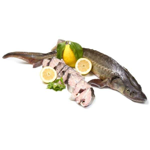 pez esturión