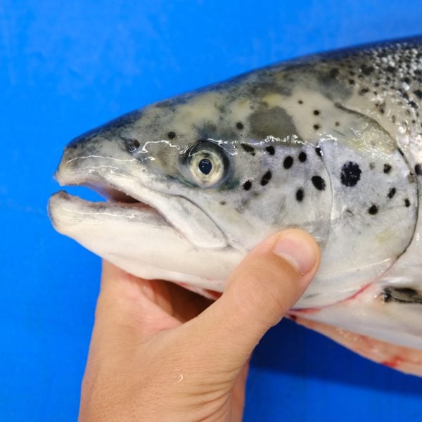 salmón pescado
