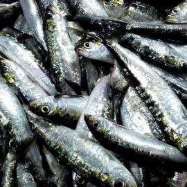 comprar sardina