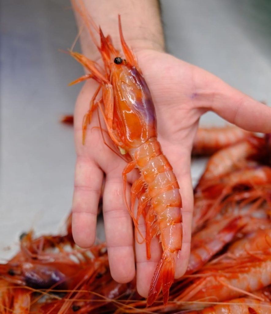 Diferencias entre Gambas y Camarones Esencia del Mar
