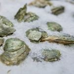 ostras congeladas