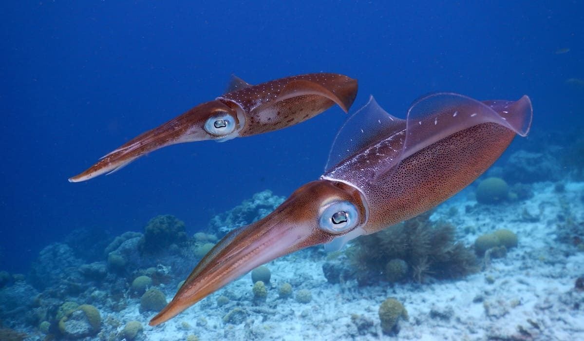 tipos de calamares