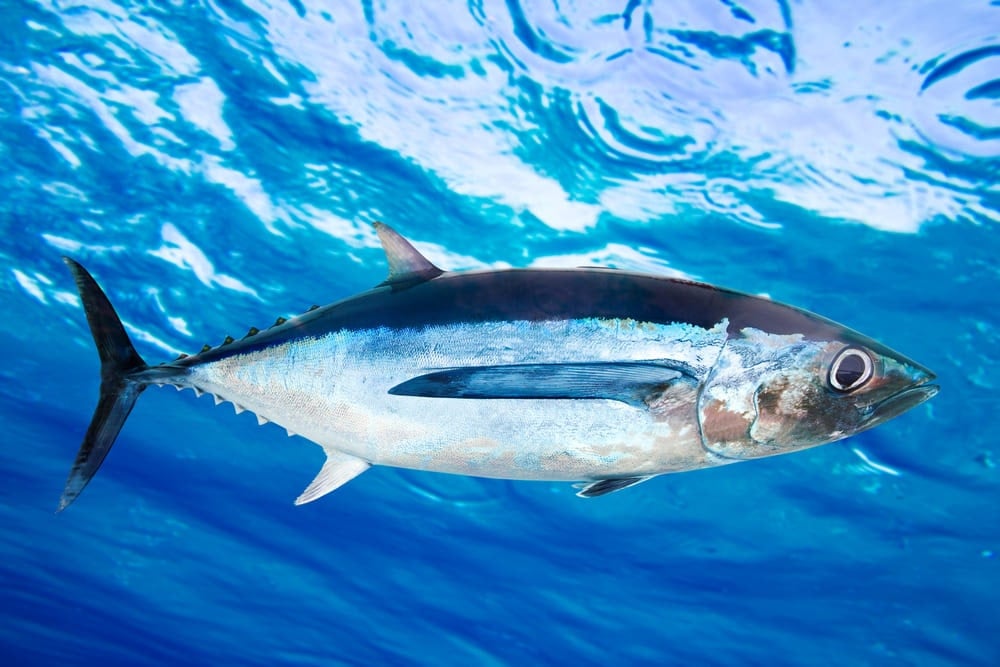 bonito del norte