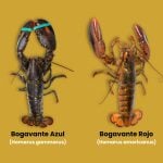 diferencias entre bogavante azul y rojo