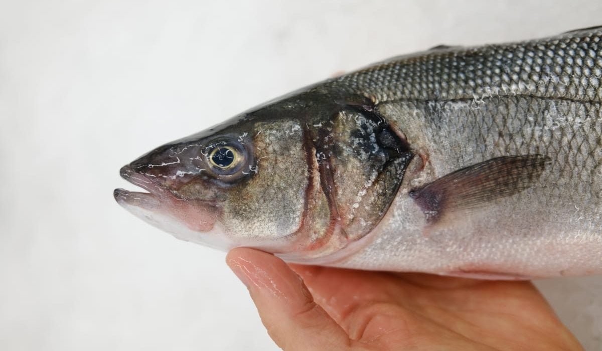 diferencias entre pescado salvaje y de piscifactoría