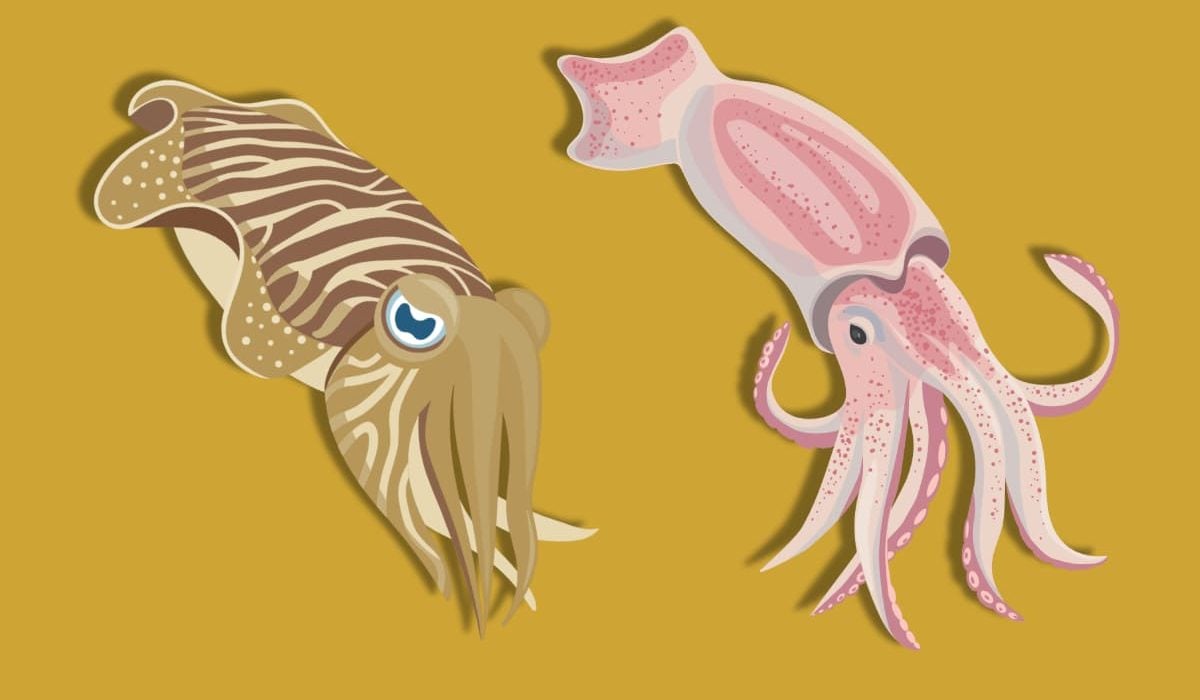 Diferencias entre la sepia y el calamar