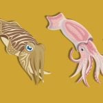 diferencias entre sepia y calamar