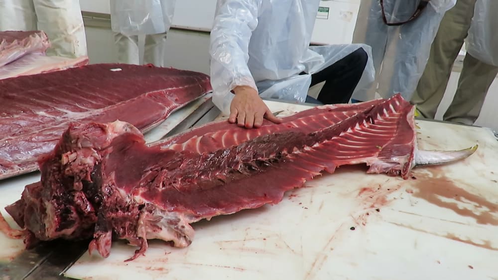 espina del atún rojo