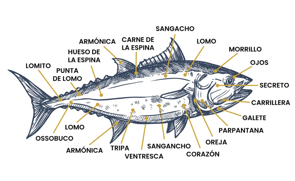 partes del atún rojo infografía