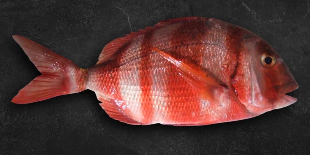 urta pez de color rojo