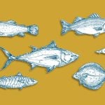 familias peces