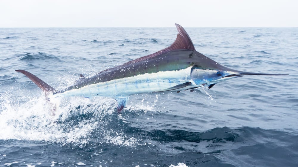 velocidad del Marlin Azul