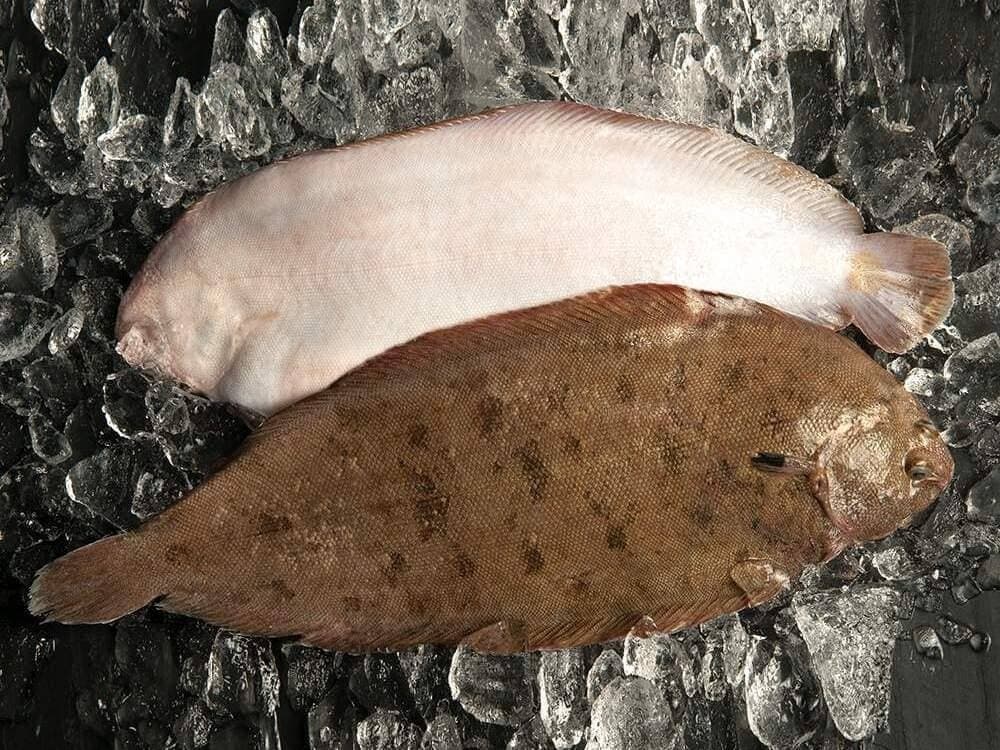 lenguado alternativa merluza