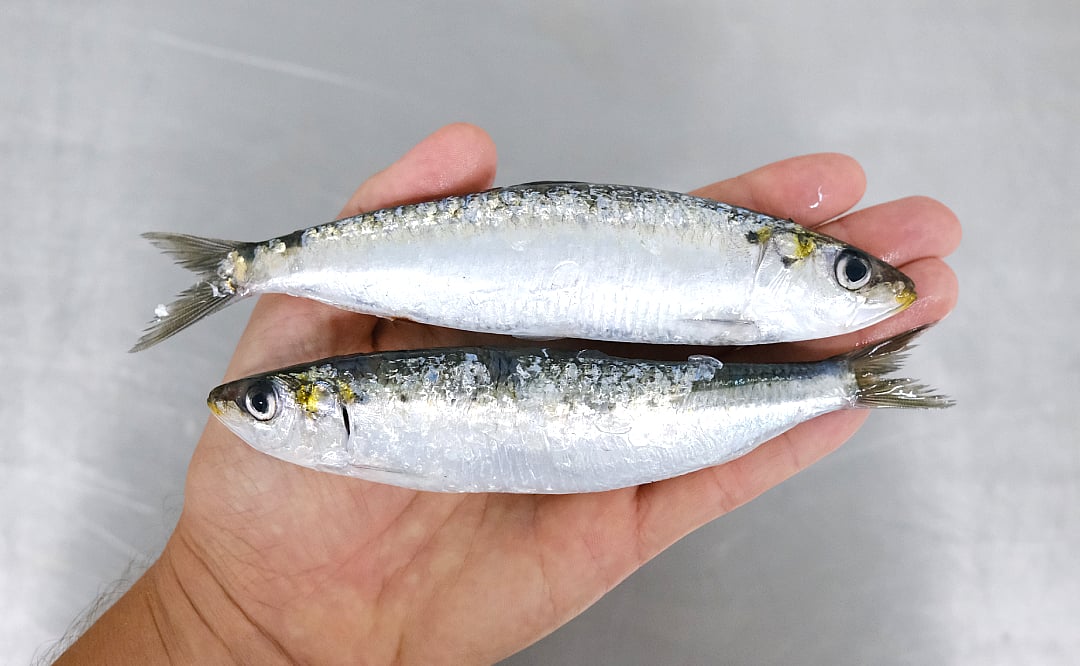 sardinas para la dieta