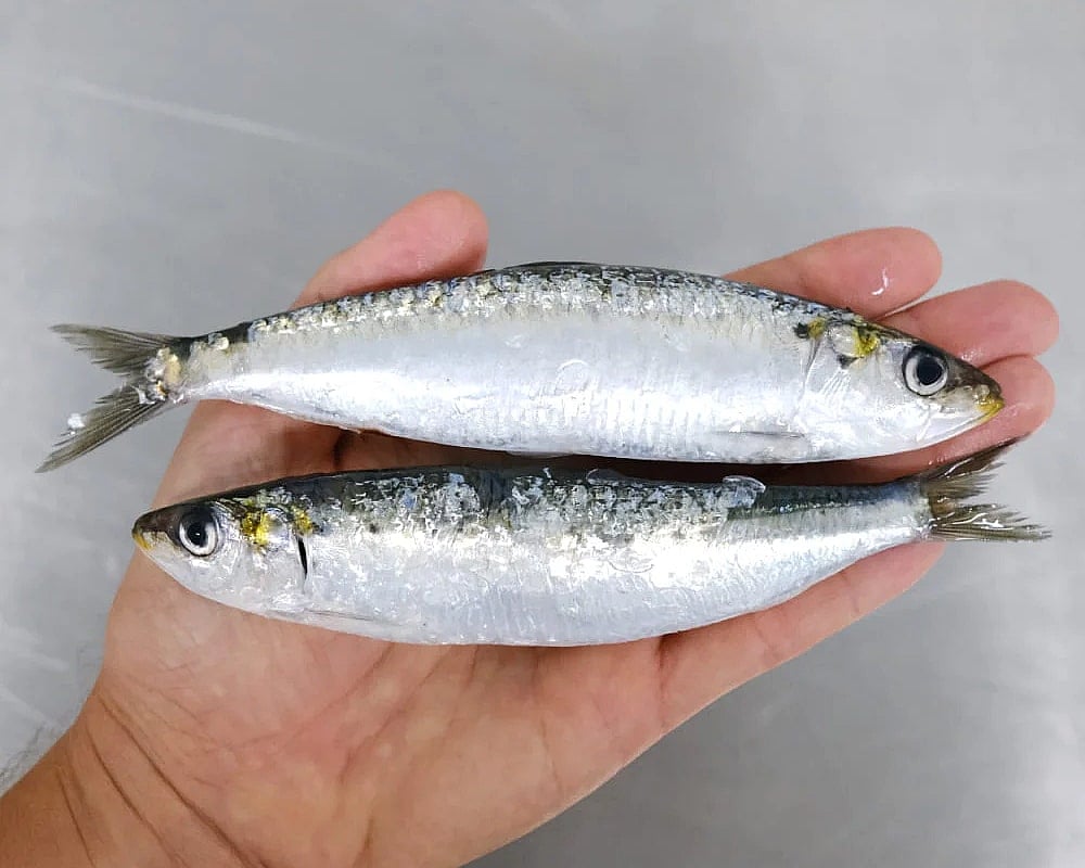 sardinas frescas de temporada
