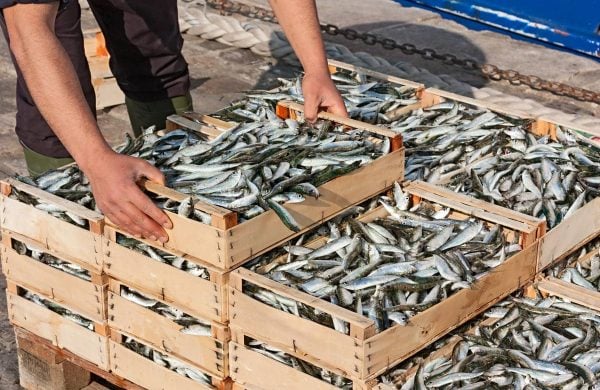 temporada de las sardinas